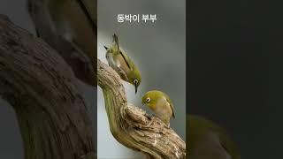 동박이 부부의 Love