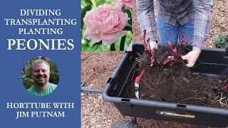 Peonies - Transplanting, Dividing, and Planting