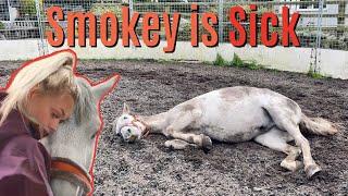 Smokey is SICK... Hospitalised with Colic | Lilpetchannel