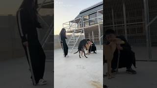 Dog,s.love.mating.vedio#dog.sshort vedio