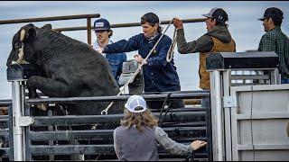 We bucked WILD bulls at JB's - Rodeo Time 330