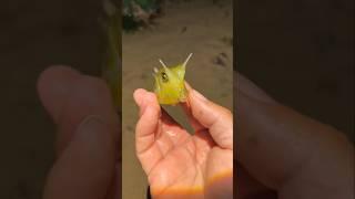Longhorn cowfish #flute #love #relaxingflutemusic #relaxingflute #music #relaxingmusic