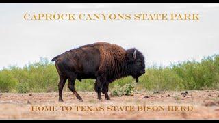 Caprock Canyons State Park. TX - 4k Video of Campsites (incl Acessibilty) Scenery and Bison Herd