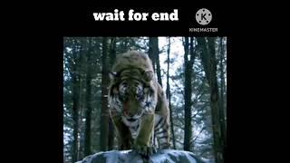 mountain lord tiger tiger king attack the people #shorts #viral