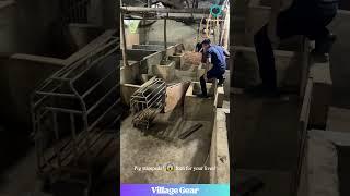 This Pig Roundup is a Whole Mood!  Oinktastic CHAOS!  #pigfarm #funnyanimals #farmlife #oink