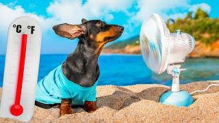 Overheat! Cute & funny dachshund dog video!