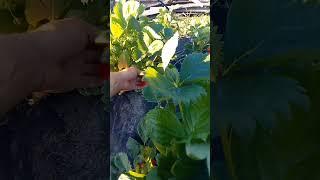 Клубника  сорт Альба. Выращивание в открытом грунте !!!