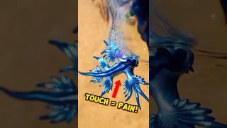 Why You Should Never Touch This Animal!