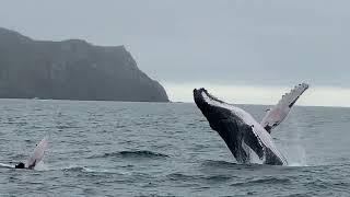 The Whales of Puerto Lopez