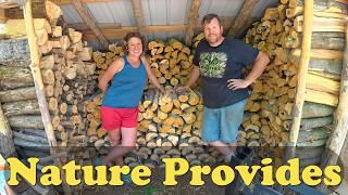 It All Starts Here- From Dead Trees to FREE WINTER HEAT