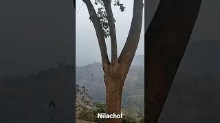 Nilachol