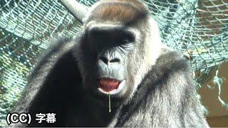 Mom Genki dreaming deeply.  Gorilla｜Momotaro family