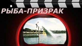 РЫБА - ПРИЗРАК