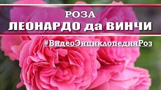 Обзор розы ЛЕОНАРДО да ВИНЧИ / мое мнение о сорте /#ВидеоЭнциклопедияРоз / Leonardo da Vinci