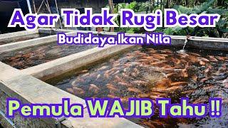 Hindari Rugi Besar Budidaya Ikan Nila, Ini Caranya!! Pemula WAJIB Ikuti