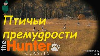 theHunter Classic. Миссии в Hierchfelden.