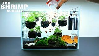 The Shrimp Bubbles: NEW Shrimp Setup for Neocaridina Aquascape Tutorial