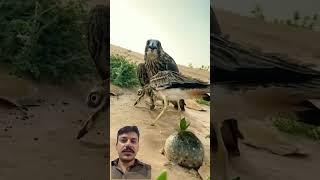 #birds #pcphunters #اكسبلور #birdhunting #hunting #adventureexploring #huntingbirds #explorenow