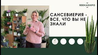 Сансевиерия - все, что вы не знали