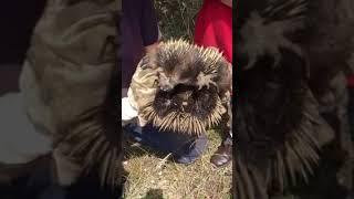 Checking on an echidna back in 2018