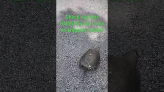 Why did the Turtle Cross the Road? #turtlepower #turtlesquad #turtlesofinstagram