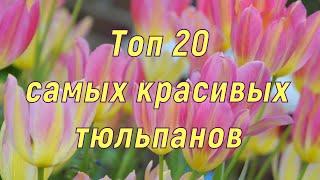 Самые красивые тюльпаны. ТОП 20. 2020/2021