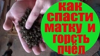 Как зимой спасти матку, горсть пчелы и нарастить поголовье к сезону ?