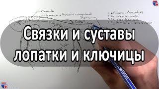 Анатомия суставов и связок лопатки, ключицы - meduniver.com