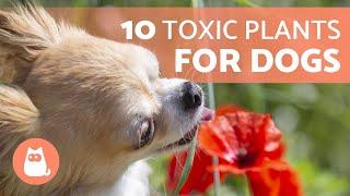 10 TOXIC PLANTS for DOGS and Their Effects   