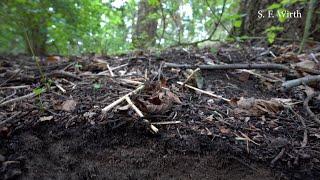 Forest Soil and Soil Surfaces in a Park Area of Berlin