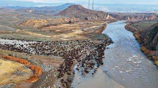 ERMENİSTAN İLE TÜRKİYE SINIRINDAN GEÇEN SÜRÜLER - ARAS NEHRİ