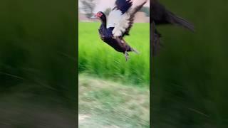 Muscovy duck flying. @flying @ducks @birds @nature @shorts
