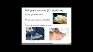 Diseases: Clostridial diseases