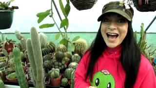 Our Echinocactus - Barrel Cactus Complete Collection Tour