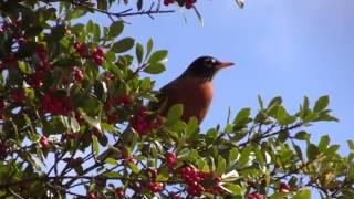 Flock of Robins eating Holly Berries