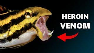 This Fish Injects OPIOID VENOM into its Enemies: The FANG BLENNY