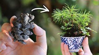 Goyomatsu pine cone teacup Mini bonsai 3rd year summer【Bonsai diary 7/21】gardening for beginners