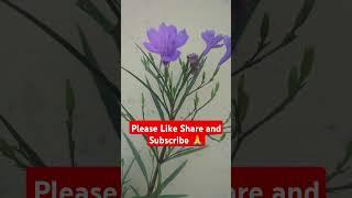 #पिटुनिया प्लांट। Pituniya flowers/ home gardening tips#shorts #gardening ideas #ytshorts