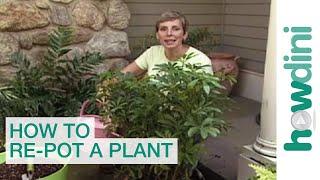 How to re-pot a plant - Tips for repotting plants