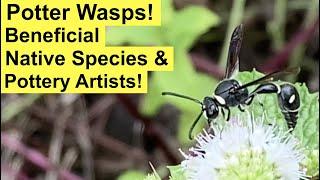 POTTER WASPS! (Eumenes Fraternus) Our Good Friends in the Garden are Great Pottery Artists Too!