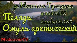 Русская Рыбалка 4 Где Клюет  р Нижняя Тунгуска Пелядь + Омуль арктический 10 02 23