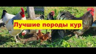 Лучшие породы кур для домашнего разведения .1 ЧАСТЬ. Нью-Гемпшир, Суссекс ,  Австралорп чёрный.