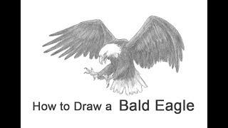 How to Draw a Bald Eagle (Flying / Hunting)