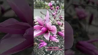 Every Petal Counts