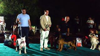 Armenia  SNAP EMCA Junior ll-nd   Judge Hrach Hakobyan Handler Hrach Manukyan