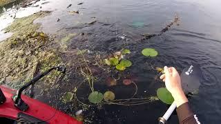 Topwater Pig Bass Minnesota Hawg Hunterz Booyah Poppin Pad Crasher