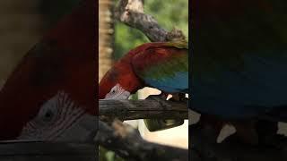 #Parrot #ParrotVideo #TalkingParrot #ParrotLovers #PetBirds #BirdWatching #CuteParrot.