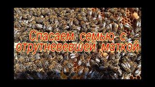 Исправление семьи с отрутневевшей маткой, ранней весной