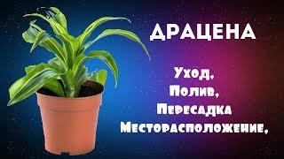 Драцена: Пересадка, Полив, Уход, Месторасположение.