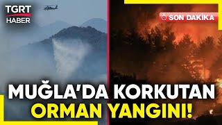 #SONDAKİKA | Muğla'da Orman Yangını! 8 Ev Alevlere Teslim Oldu - TGRT Haber